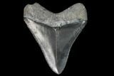 Serrated, Fossil Megalodon Tooth - Florida #122555-1